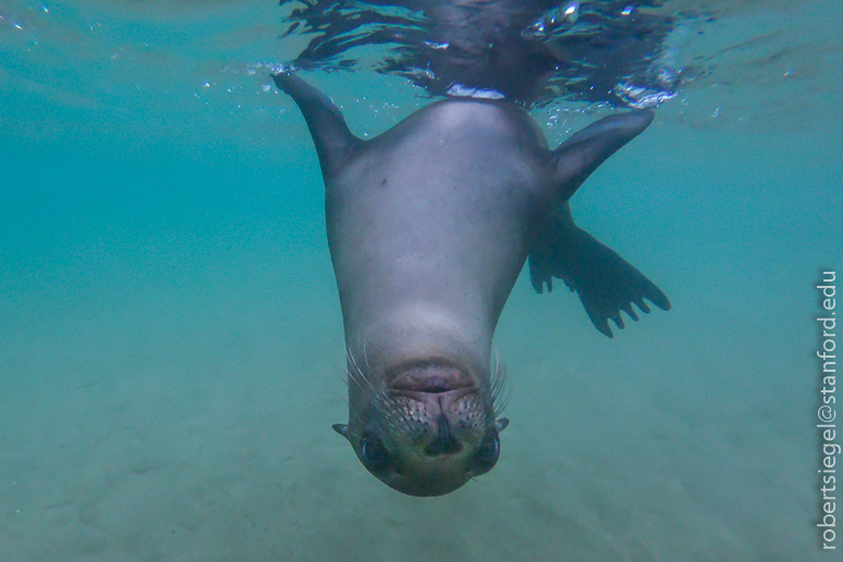 galapagos